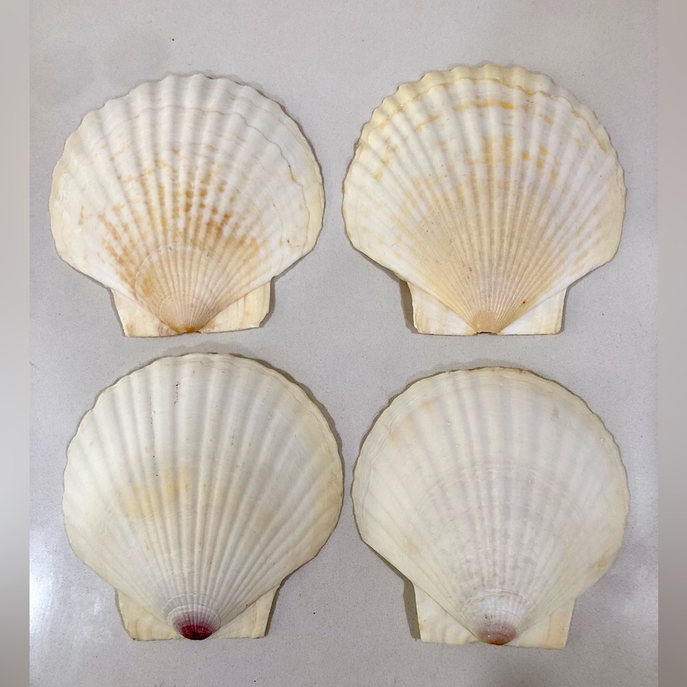Large Natural Shell Dishes